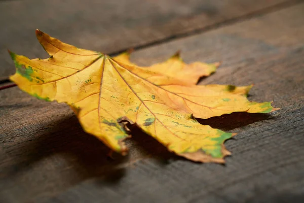 Jesień Martwa Natura Stylu Rustykalnym Jako Tło Jeden Liść Drewnianych — Zdjęcie stockowe