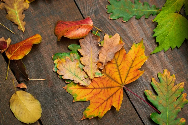 Herbst Stillleben Rustikalen Stil Als Hintergrund Blätter Auf Einem Holzbrett — Stockfoto