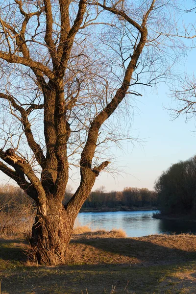 Höst Skog Landskap Träd Nära Floden Vid Solnedgången — Stockfoto