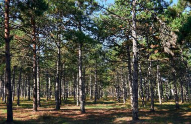 Aydınlık bir günde orman - güzel sonbahar manzarası ve vahşi yaşam