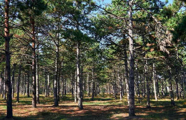 Forêt Par Jour Lumineux Beau Paysage Automne Faune — Photo