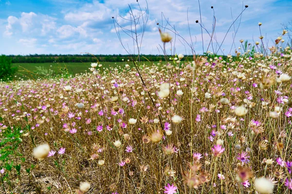 Prachtig Zomers Landschap Met Roze Wilde Bloemen — Stockfoto