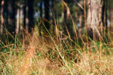 Aydınlık bir günde orman - güzel sonbahar manzarası ve vahşi yaşam