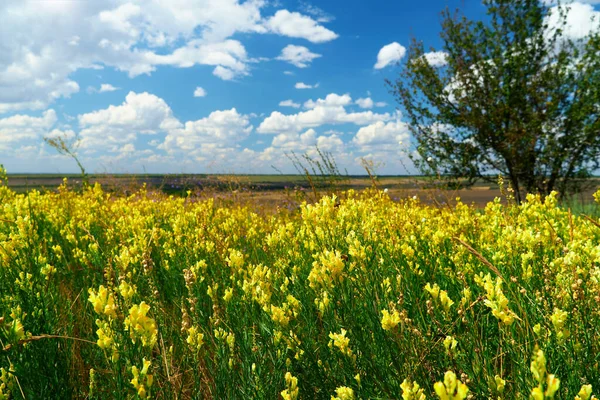 Bellissimo Paesaggio Estivo Con Fiori Selvatici Gialli — Foto Stock