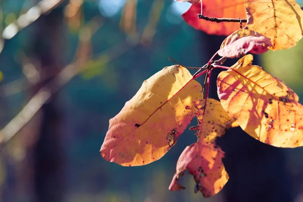 Forest Bright Day Leaves Closeup Beautiful Autumn Landscape Wildlife — Stock Photo, Image