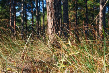 Aydınlık bir günde orman - güzel sonbahar manzarası ve vahşi yaşam