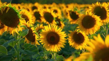 Parlak ayçiçeği tarlası, güzel bir manzara ve gün batımı