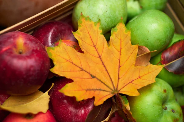 Autumn Still Life Rustic Style Background Leaves Vegetables Fruits Nuts — Stock Photo, Image