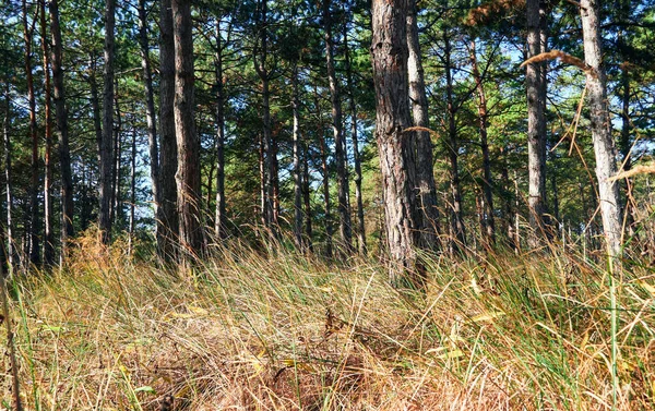 Aydınlık bir günde orman - güzel sonbahar manzarası ve vahşi yaşam