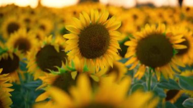 Parlak ayçiçeği tarlası, güzel bir manzara ve gün batımı