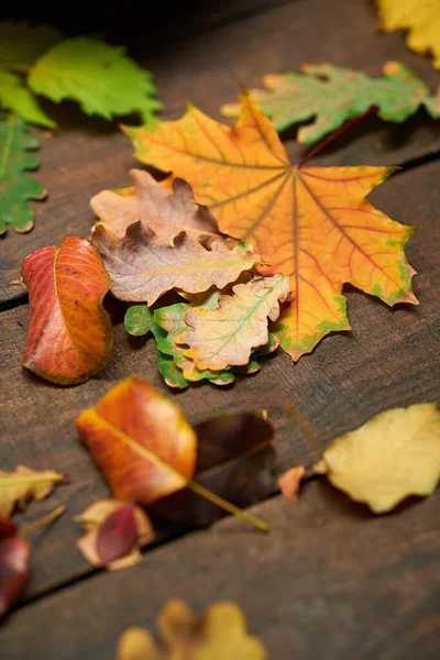 Herbst Stillleben Rustikalen Stil Als Hintergrund Blätter Auf Einem Holzbrett — Stockfoto