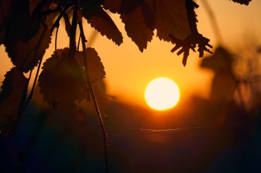 Gün batımında yaprakların ve dalların yakın görüntüsü, renkli sonbahar ormanı, parlak güneş ışığı