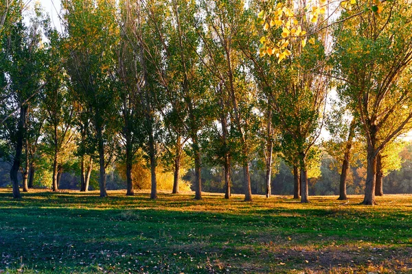 Colorful Autumn Forest Landscape Trees Shadows Beautiful Sunset Bright Sunlight — Stock Photo, Image