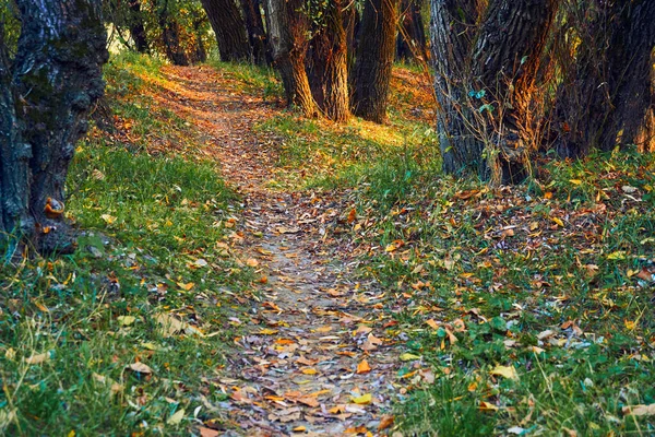 Günbatımında Parlak Renkli Sonbahar Ormanı Manzarası Ağaçlar Güzel Güneş Işığı — Stok fotoğraf