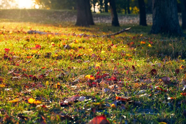 Coloridas Hojas Otoño Primer Plano Paisaje Forestal Árboles Con Sombras — Foto de Stock