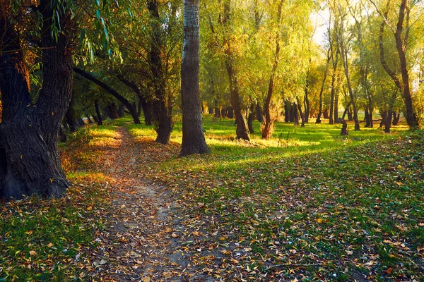 色彩艳丽的秋天森林景观在夕阳西下 林间小路与美丽的阳光 — 图库照片