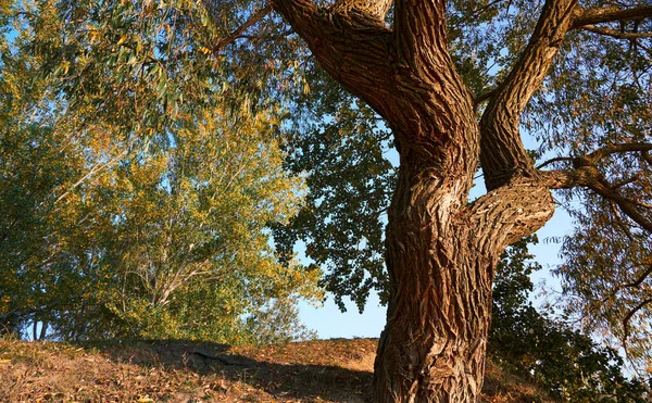 Nahaufnahme Eines Alten Geschwungenen Baumstamms Und Äste Bei Sonnenuntergang Farbenfroher — Stockfoto