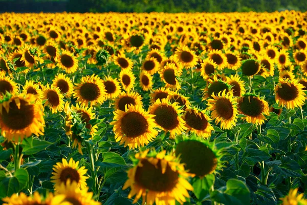 Girasol Campo Brillante Con Flores Amarillas Hermoso Paisaje Verano — Foto de Stock