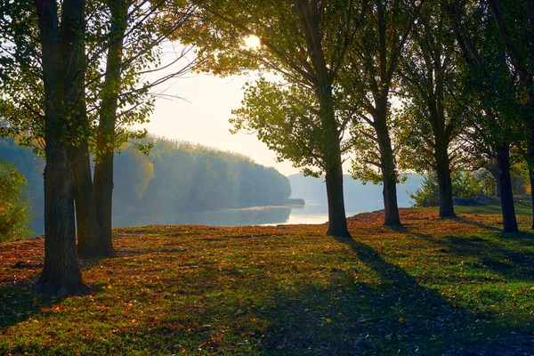 Farbenfrohe Herbstliche Waldlandschaft Bei Sonnenuntergang Bäume Der Nähe Von Fluss — Stockfoto