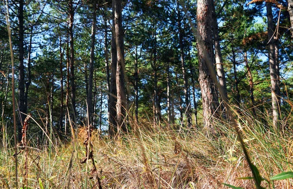 Floresta Dia Brilhante Bela Paisagem Outono Vida Selvagem — Fotografia de Stock