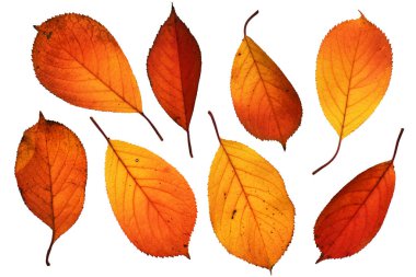 Sonbahar yapraklarını kapatma nesnelerinin ayrıntılı olarak toplanması, parlak ve renkli arkaplan izole edilmiş beyaz arkaplan, makro fotoğraf, alanın derinliği tüm nesne