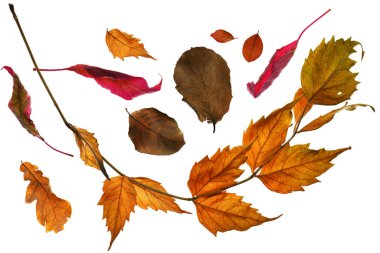 Sonbahar yapraklarını kapatma nesnelerinin ayrıntılı olarak toplanması, parlak ve renkli arkaplan izole edilmiş beyaz arkaplan, makro fotoğraf, alanın derinliği tüm nesne