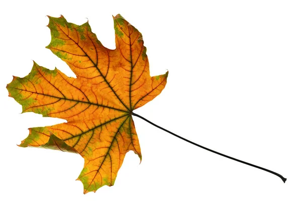 Herfst Esdoorn Blad Closeup Object Details Heldere Kleurrijke Witte Achtergrond — Stockfoto