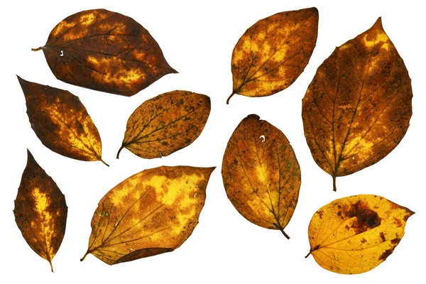 Sonbahar yapraklarını kapatma nesnelerinin ayrıntılı olarak toplanması, parlak ve renkli arkaplan izole edilmiş beyaz arkaplan, makro fotoğraf, alanın derinliği tüm nesne