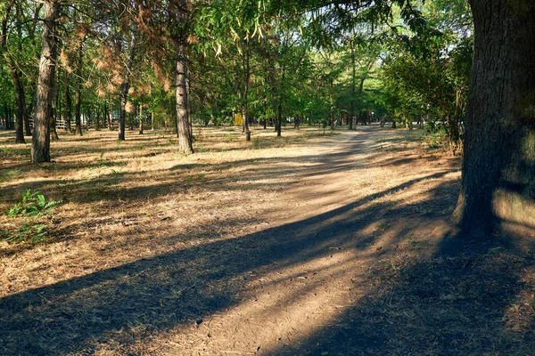 Nature Sentier Dans Ville Parc Tôt Matin Soleil Éclatant Longues — Photo