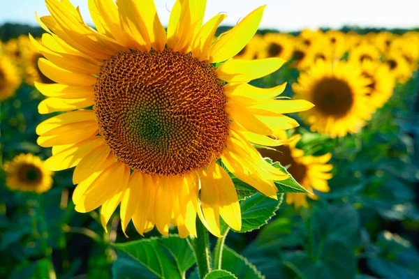 Słonecznik Jasne Pole Żółtymi Kwiatami Piękny Letni Krajobraz Zachodzie Słońca — Zdjęcie stockowe
