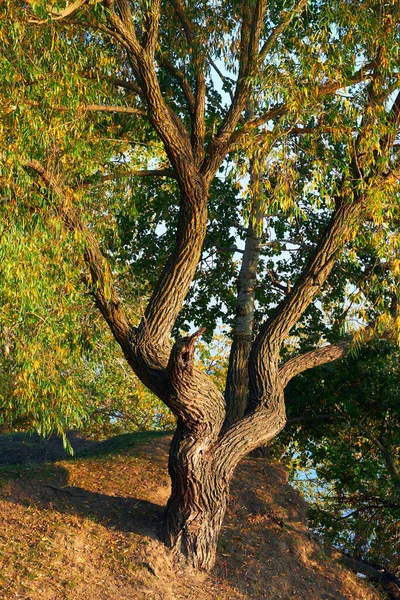 Nahaufnahme Eines Alten Geschwungenen Baumstamms Und Äste Bei Sonnenuntergang Farbenfroher — Stockfoto
