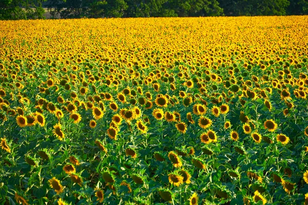 Girassol Campo Brilhante Com Flores Amarelas Bela Paisagem Verão — Fotografia de Stock