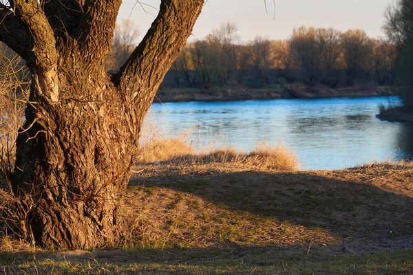 Höst Skog Landskap Träd Nära Floden Vid Solnedgången — Stockfoto