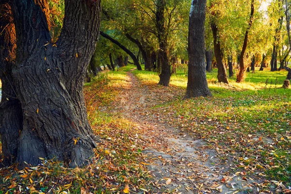 日没の鮮やかな紅葉の森の風景 木と美しい日差しの間のパス — ストック写真