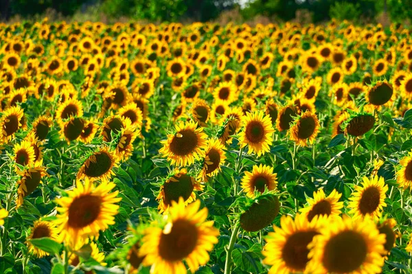 Girasol Campo Brillante Con Flores Amarillas Hermoso Paisaje Verano — Foto de Stock