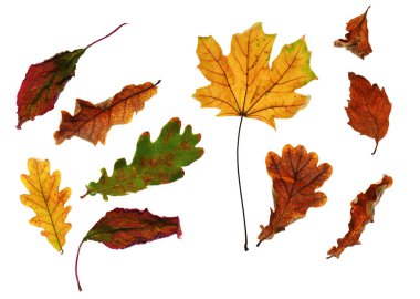 Sonbahar yapraklarını kapatma nesnelerinin ayrıntılı olarak toplanması, parlak ve renkli arkaplan izole edilmiş beyaz arkaplan, makro fotoğraf, alanın derinliği tüm nesne