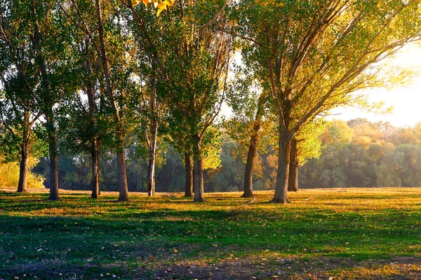 五彩缤纷的秋天森林景观 树阴在美丽的夕阳下 阳光灿烂 — 图库照片