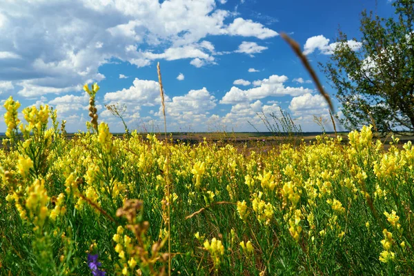 Beau Paysage Été Avec Des Fleurs Sauvages Jaunes — Photo