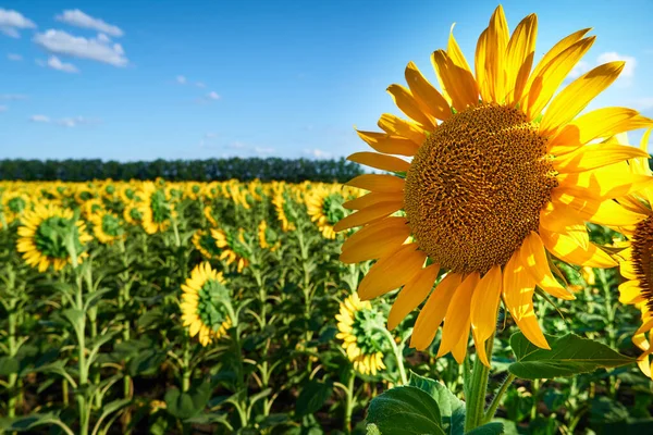 Girassol Campo Brilhante Com Flores Amarelas Bela Paisagem Verão Pôr — Fotografia de Stock