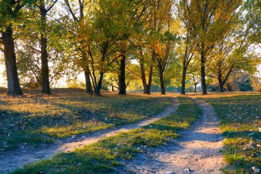Günbatımında parlak renkli sonbahar manzarası - ağaçlar ve güzel güneş ışığı arasındaki orman yolu