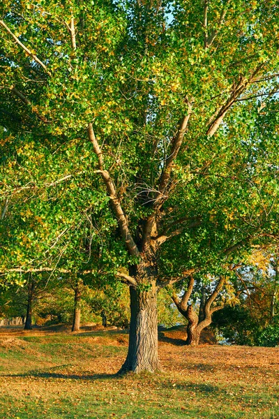 Farbenfrohe Herbstliche Waldlandschaft Bäume Mit Schatten Bei Schönem Sonnenuntergang Helles — Stockfoto