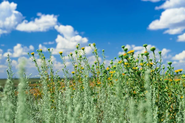 Bellissimo Paesaggio Estivo Con Erba Fiori Selvatici — Foto Stock