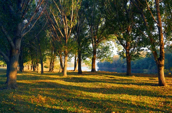 Farbenfrohe Herbstliche Waldlandschaft Bäume Mit Schatten Bei Schönem Sonnenuntergang Helles — Stockfoto