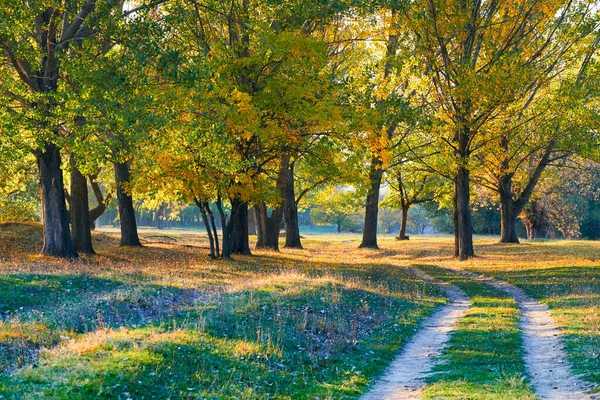 Paisagem Colorida Brilhante Outono Por Sol Estrada Floresta Entre Árvores — Fotografia de Stock