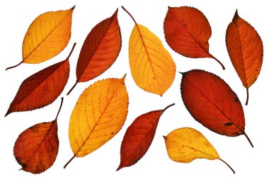 Sonbahar yapraklarını kapatma nesnelerinin ayrıntılı olarak toplanması, parlak ve renkli arkaplan izole edilmiş beyaz arkaplan, makro fotoğraf, alanın derinliği tüm nesne