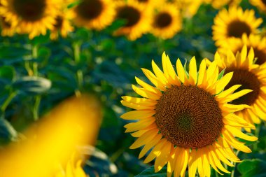 Ayçiçeği - sarı çiçekli parlak tarla, gün batımında güzel yaz manzarası