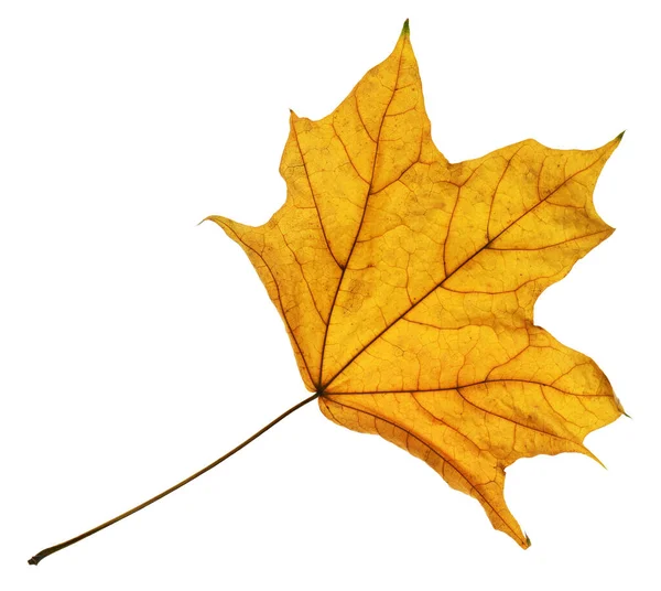 Herfst Esdoorn Blad Closeup Object Details Heldere Kleurrijke Witte Achtergrond — Stockfoto