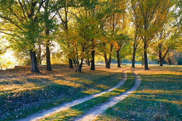 日没の明るいカラフルな秋の風景 木と美しい日差しの間の森の道 — ストック写真