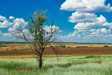 Çimenli ve kuru ağaçlı güzel yaz manzarası