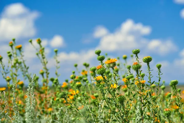 黄色の野生の花と美しい夏の風景 — ストック写真